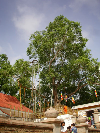 Sri Maha Bodhiya - træet og templet