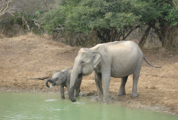 Elefant + unge