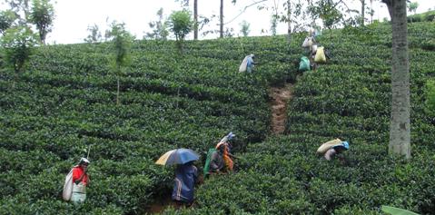 Te plukkere på sri lanka